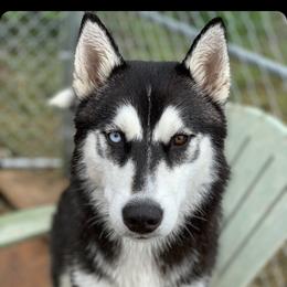 Luna - Siberian Husky
