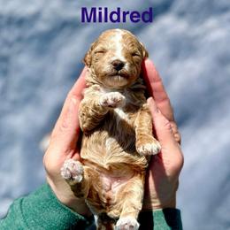 Jade - Apricot female Poodle puppy in Ardmore, Oklahoma from Green Acres