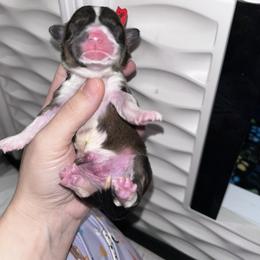 Red collar - Sable and white male American Corgi puppy in Flat Rock, Alabama from Fluffy Butt Acres