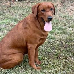 Echo - Yellow Labrador Retriever puppy in Monticello, Arkansas from Wings N Whistles