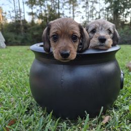 Dachshund Puppies from Jennifer Starkey