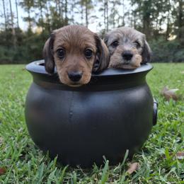 Dachshund Puppies from Jennifer Starkey