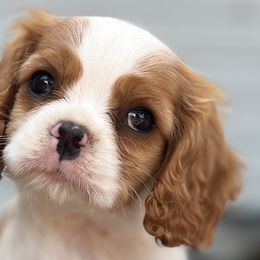 Cavalier King Charles Spaniels from Queen Cavaliers