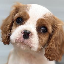 Cavalier King Charles Spaniels from Queen Cavaliers