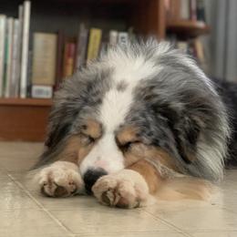 Cash - Miniature American Shepherd
