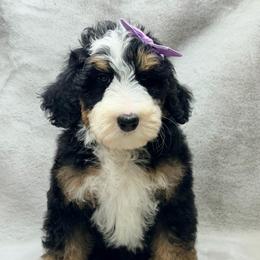 Brooklyn - Tri-color female Bernedoodle puppy in Williamson, New York from Lakeside Doodles