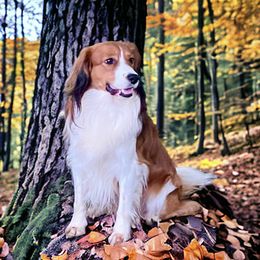 Boy 1 - male Nederlandse Kooikerhondje puppy in Lexington, Kentucky from Ambermoon Kooikerhondje Blackamber Greater Swiss Mountain Dogs