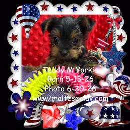 Teddy - Black and tan male Yorkshire Terrier puppy in Silverhill, Alabama from Malteseuluv’s Tiny Treasurers