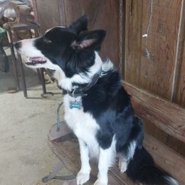 Border Collies from Casey Farm
