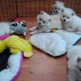 Pomeranians from Jamie's Pomeranians