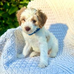 Bashful - Parti male Goldendoodle puppy in Stockton, California from Port City Doodles