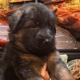 Bruno - Black and red male German Shepherd puppy in Snohomish, Washington from Wataha Shepherds