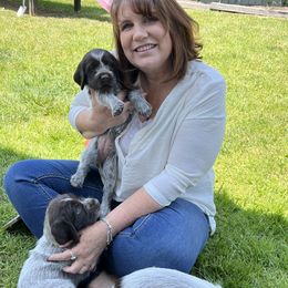 Wirehaired Pointing Griffons from Dutch Ridge Kennels WPG’s