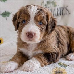 Snickers - Merle male Bernedoodle puppy in Surprise, Arizona from Gentle Paw Goldendoodles