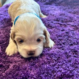 Teal - Red and white male Cocker Spaniel puppy in Philpot, Kentucky from Country Cockers