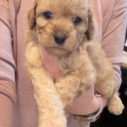 Rigatoni - Cream male Cockapoo puppy in Clarks Summit, Pennsylvania from M&M Cockapoos