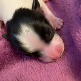 Papillon Puppies from Azure Papillons