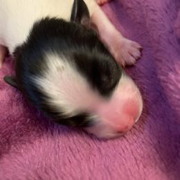 Papillon Puppies from Azure Papillons