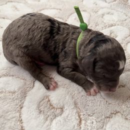 Cocoa - Merle male Bernedoodle puppy in Fort Wayne, Indiana from Crimson Curl Doodles