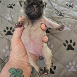 Girl 2 - Fawn female Pug puppy in Auburn, Kentucky from Prentice Family Pugs
