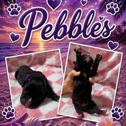 Girl 2 - female Boxer puppy in Perris, California from Ultra Paws Plus