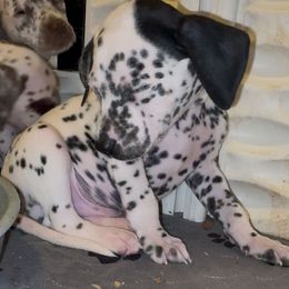 Topaz - White and black male Dalmatian puppy in Toledo, Ohio from Exquisite Dalmatians & Poodles