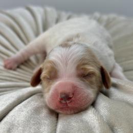 Zinnia - Parti female Goldendoodle puppy in Queen Creek, Arizona from Goldendoodle AZ