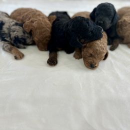 Bernedoodle, French Bulldog, Goldendoodle, and Sheepadoodle Puppies from Farm Fresh Doodles