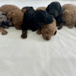Bernedoodle, French Bulldog, Goldendoodle, and Sheepadoodle Puppies from Farm Fresh Doodles