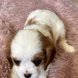 Cavalier King Charles Spaniels from Veach Cavalier Spaniels