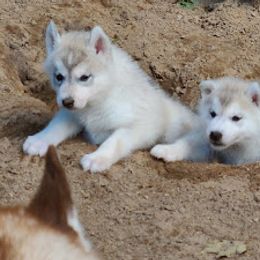 German Shepherd and Siberian Husky Puppies from Sstar