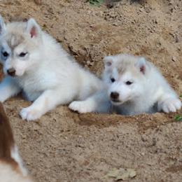 German Shepherd and Siberian Husky Puppies from Sstar
