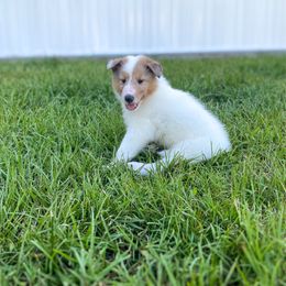 Mickey - White male Collie puppy in St Augustine, Florida from Saltwater Collies LLC