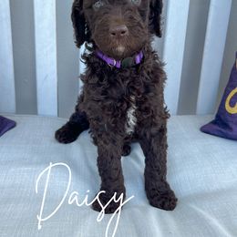 Daisy - Chocolate Goldendoodle puppy in Miami, Florida from Kalidoodlee