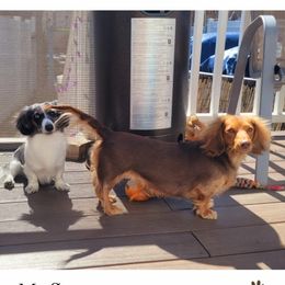 Scarlet - Dachshund