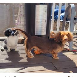 Scarlet - Dachshund