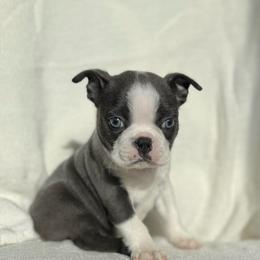 Mario - Blue male Boston Terrier puppy in West Jefferson, Ohio from Kline Kennels