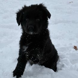 Helena Ravenclaw aka Raven - Black female German Shepherd puppy in Aurora, Illinois from Fairhaven German Shepherds