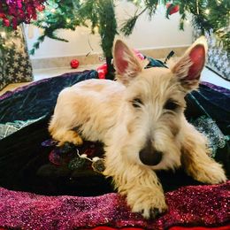 Claymore - Scottish Terrier