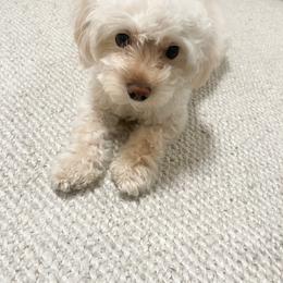 Maltipoo puppies from Pnwfamilydoodles