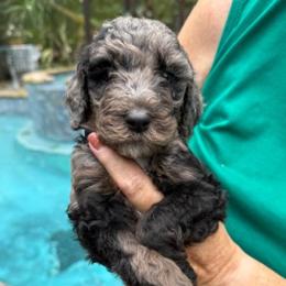 Purple Collar - Merle female Goldendoodle puppy in Jacksonville, Florida from Southern Goldendoodles