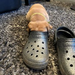 Labrador Retriever Puppies from Britt Turner
