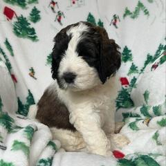 SAWYER - Brown and white male Saint Berdoodle puppy in San Antonio, Texas from Mammoth Doodles