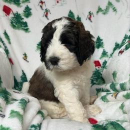 SAWYER - Brown and white male Saint Berdoodle puppy in San Antonio, Texas from Mammoth Doodles