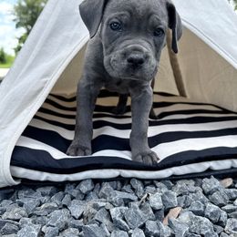 Skye - Gray female Cane Corso puppy in Florence, Texas from Wilco Cane Corso
