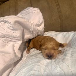 Buddy - Apricot male Goldendoodle puppy in Graham, North Carolina from Geise Meadow Doodles