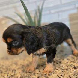 Emily - Black and tan female Cavalier King Charles Spaniel puppy in Caldwell, Idaho from Terrace Cav's