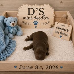 Boy 4 - Red  male Goldendoodle puppy in Pawtucket, Rhode Island from Ds_minidoodles