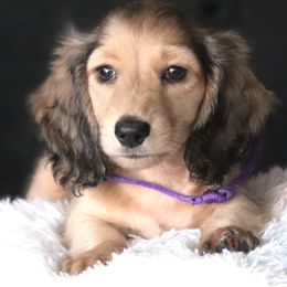 Boy 4 - male Dachshund puppy in Azle, Texas from American Dachshunds
