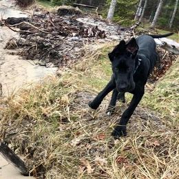 Great Dane Puppies from Black Tie Danes